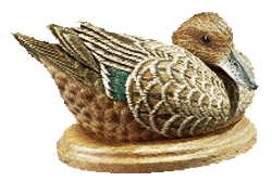 Green Wing Teal Hen